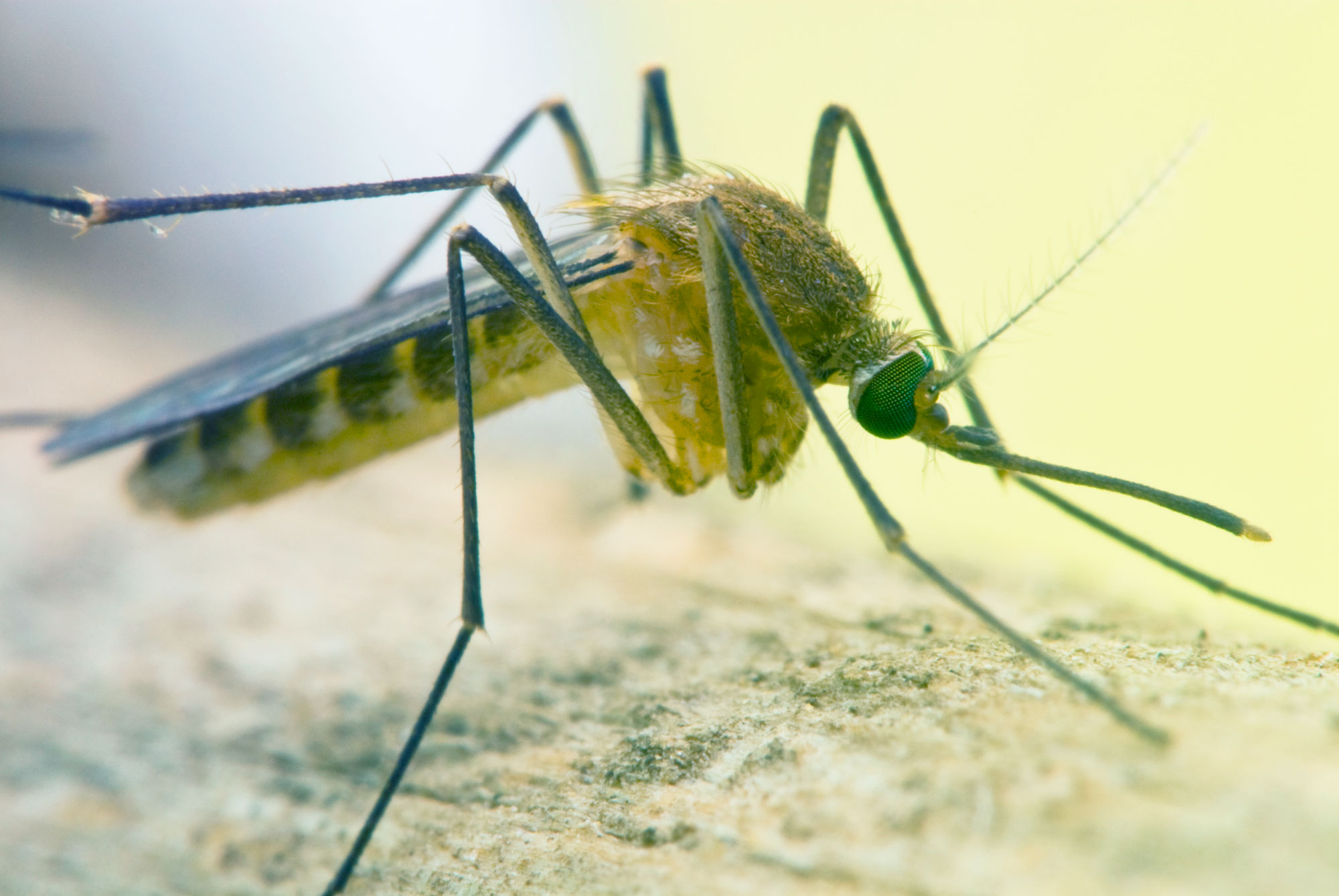 Close-up of a mosquito