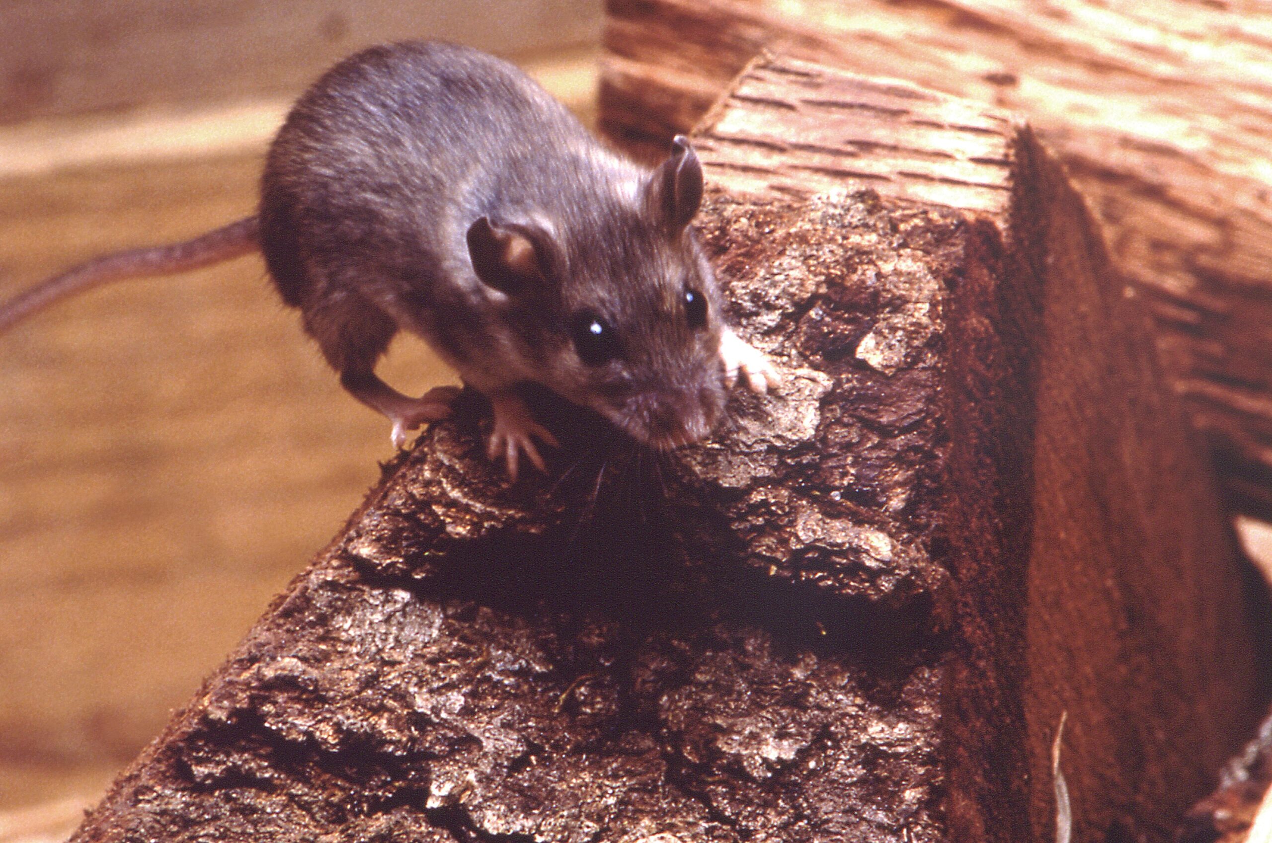 Deer mice are the principal reservoir of Sin Nombre (SN) virus, the primary etiologic agent of hantavirus cardiopulmonary syndrome (HCPS) in North America. A relatively-new acute respiratory illness, hantavirus pulmonary syndrome (HPS), was first documented in May, 1993, in New Mexico.
