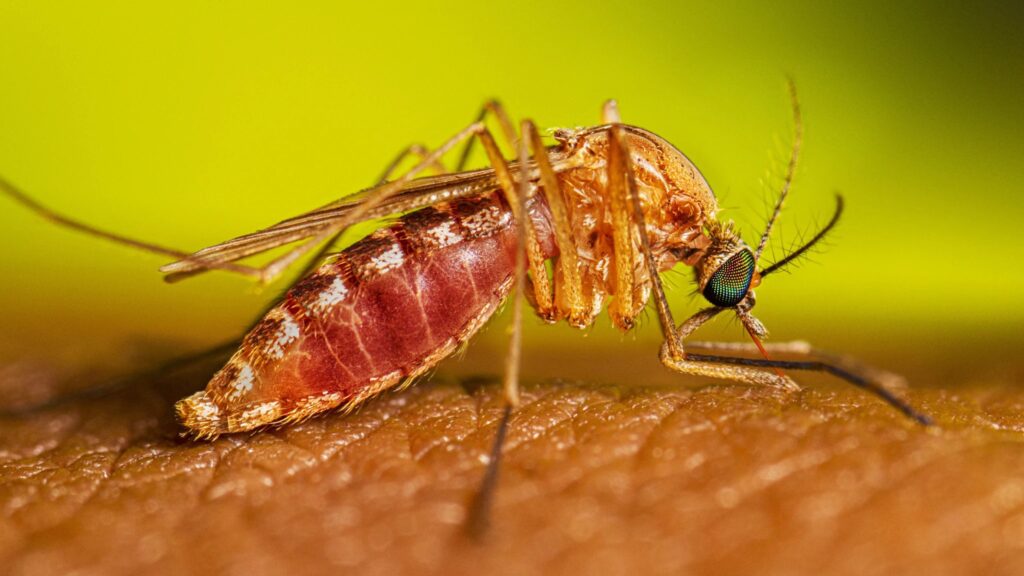 Close up of mosquito on skin