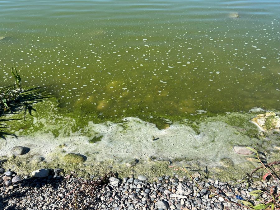 Photo of a lake with cyanobacterial bloom.